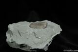 Nice Inch Prone Flexi Trilobite - Indiana #492-3
